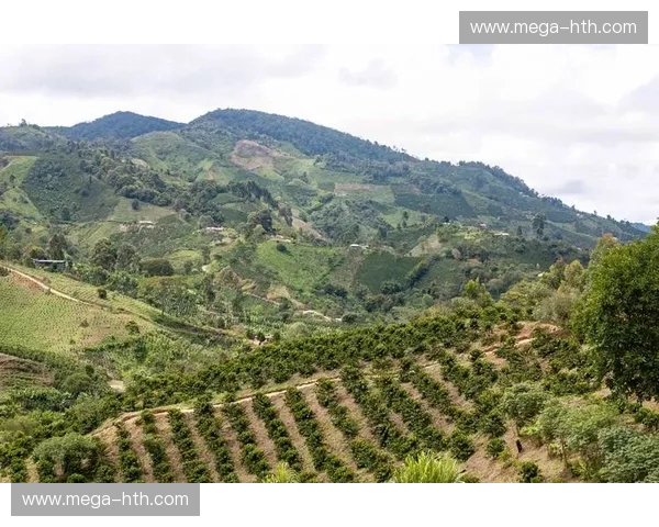 安第斯山脉的咆哮:当红白意志撞上咖啡军团,谁能统治南美的午夜? 安第斯山脉的咆哮:当红白意志撞上咖啡军团,谁能统治南美的午夜?